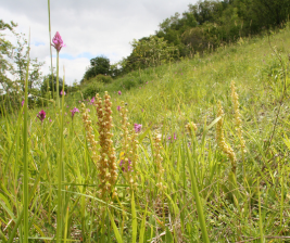 Colline de Mirabel