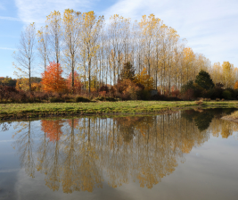 Marais de Lambre
